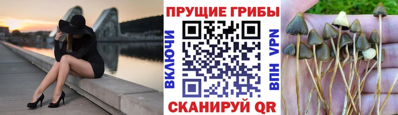 Галлюциногенные грибы GOLDEN TEACHER  Купить где  Зеленодольск 